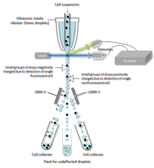 Cell Sorting – Cytologistics